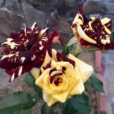 Роза АБРАКАДАБРА чайно-гибридная в Волковыске