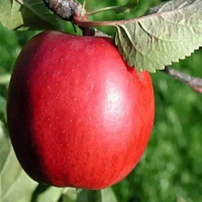 Яблоня РЕДФРИ в Волковыске