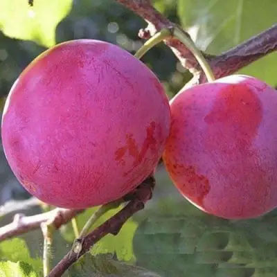 Слива ДЕЛИКАТНАЯ в Волковыске