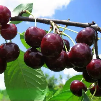 Дюк ЧУДО-ВИШНЯ в Волковыске