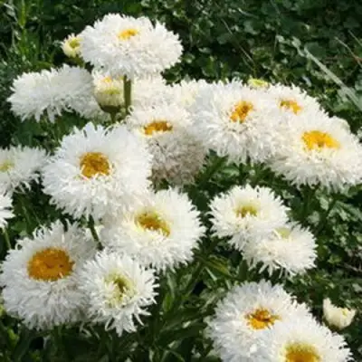 Нивяник КРЕЙЗИ ДЕЙЗИ наибольший в Волковыске