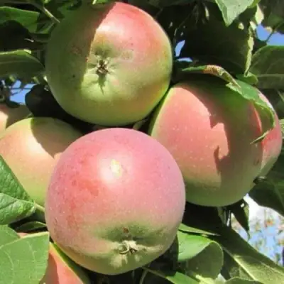 Яблоня МОСКОВСКОЕ ЗИМНЕЕ в Волковыске