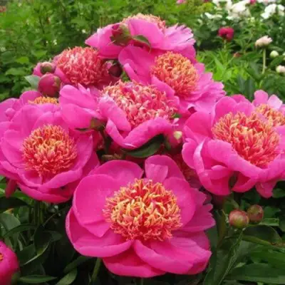 Пион ДОРИН травянистый в Волковыске