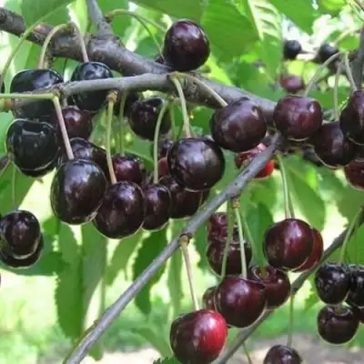 Черешня ЛЮБИМИЦА АСТАХОВА в Волковыске