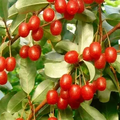 ГУМИ (ЛОХ МНОГОЦВЕТКОВЫЙ) в Волковыске