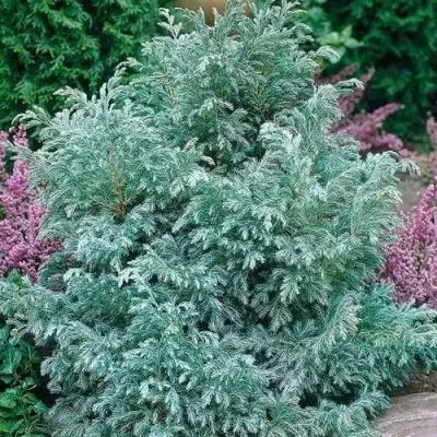 Кипарисовик БУЛЕВАРД горохоплодный в Волковыске