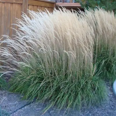 Вейник КАРЛ ФОРСТЕР остроцветковый в Волковыске