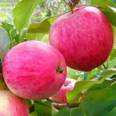 Яблоня РОЗОВЫЙ НАЛИВ в Волковыске