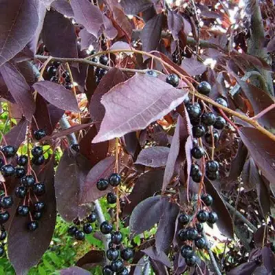 Черемуха виргинская ШУБЕРТ в Волковыске