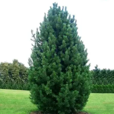 Сосна кедровая европейская в Волковыске