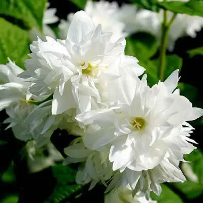 Жасмин ДАМ БЛАНШ в Волковыске