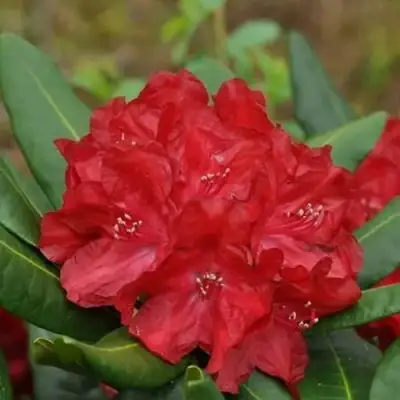 Рододендрон БУЗУКИ в Волковыске