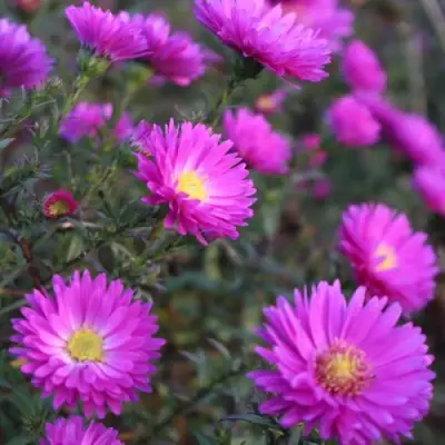 Астра КАРМИНКУППЕЛЬ в Волковыске