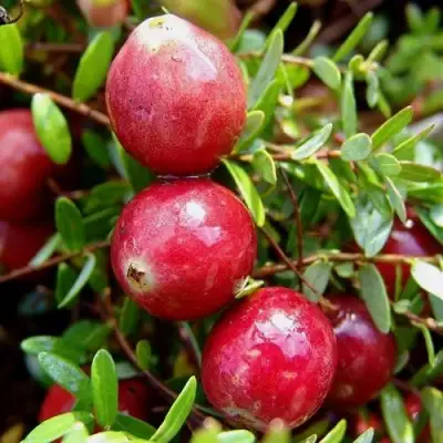 Клюква СТИВЕНС в Волковыске