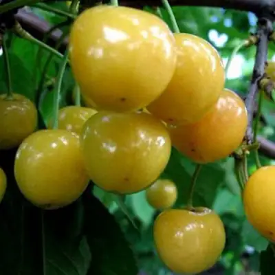 Черешня РОССОШАНСКАЯ ЗОЛОТАЯ в Волковыске