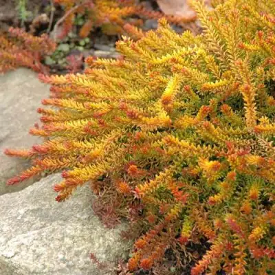 Водяника БЕРНШТЕЙН черная в Волковыске