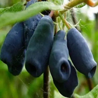 Жимолость съедобная НАРЫМСКАЯ в Волковыске