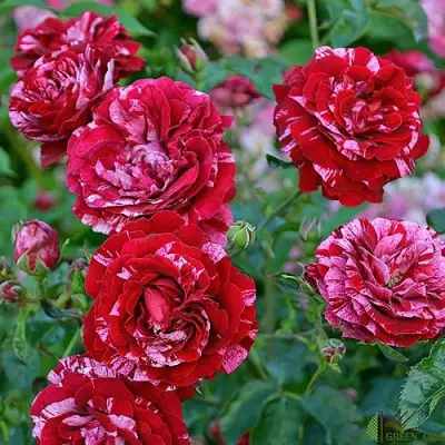 Роза ДИП ИМПРЕШН флорибунда в Волковыске