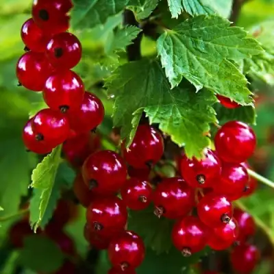 Смородина красная РОЛАН в Волковыске