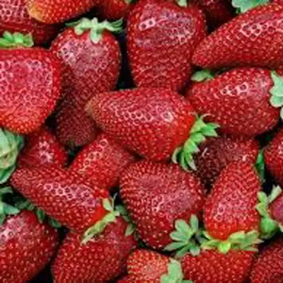 Клубника СКАЛА в Волковыске