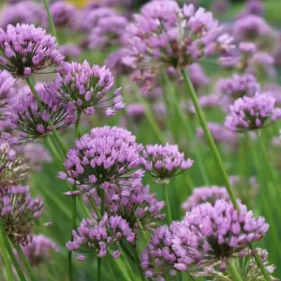 Лук угловатый в Волковыске