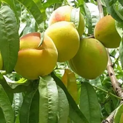 Персик СЕЯНЕЦ СТАРКА в Волковыске