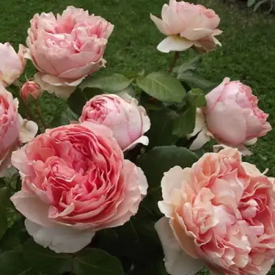 Роза ФИЛИНГ чайно-гибридная в Волковыске