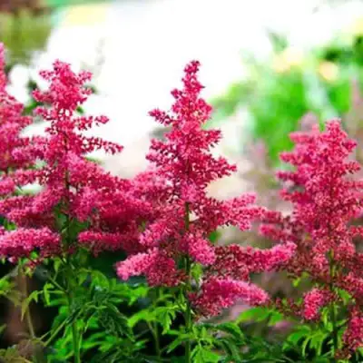 Астильба ЮНИК КАРМИН гибридная в Волковыске