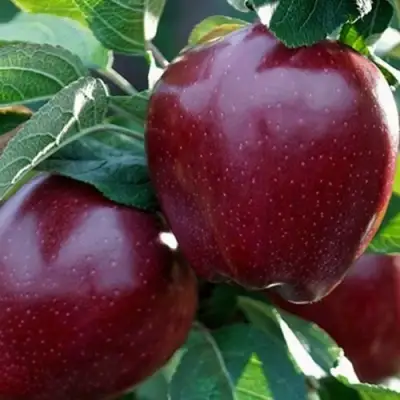 Яблоня РЕД ЧИФ в Волковыске
