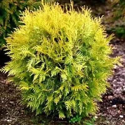 Туя ГЛОБОЗА АУРЕА западная в Волковыске