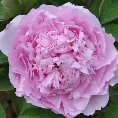 Пион ПРОЗРАЧНАЯ РОСА древовидный в Волковыске