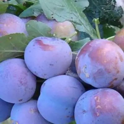 Слива НАГРАДА НЕМАНСКАЯ в Волковыске