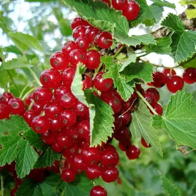 Смородина красная ГОЛЛАНДСКАЯ КРАСНАЯ в Волковыске