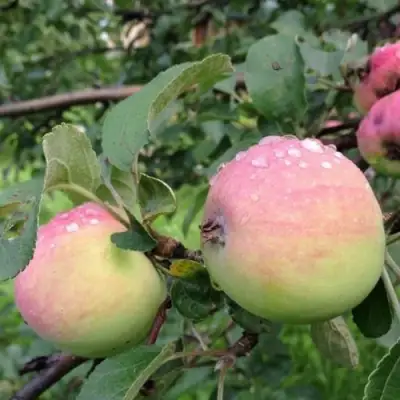 Яблоня УТРО в Волковыске