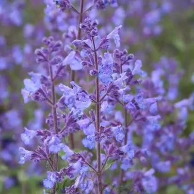 Котовник КИТ КЭТ фассена в Волковыске