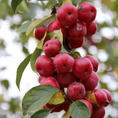 Яблоня РЕД ОБЕЛИСК колонновидная в Волковыске