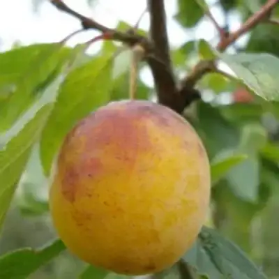 Слива ЯХОНТОВАЯ в Волковыске