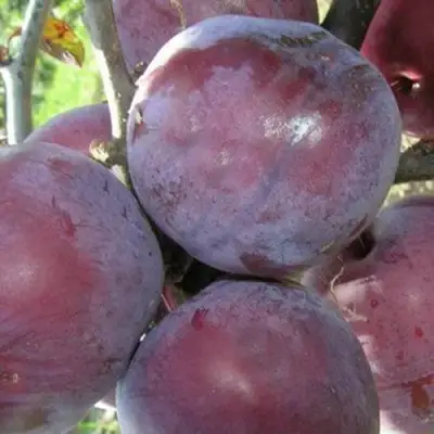 Слива ПАННА в Волковыске