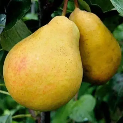 Груша ВЕЛИКАЯ ЛЕТНЯЯ (БОЛЬШАЯ ЛЕТНЯЯ) в Волковыске