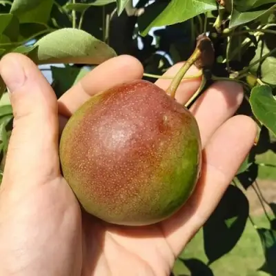 Груша КУПАЛА в Волковыске