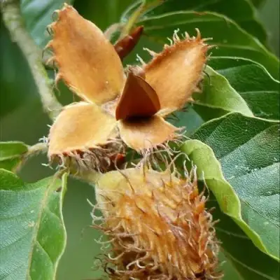 Бук обыкновенный в Волковыске