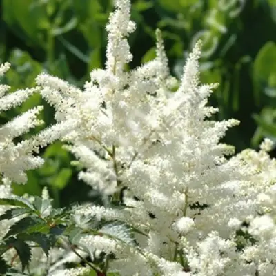 Астильба ХЭППИ ДЕЙ Арендса в Волковыске