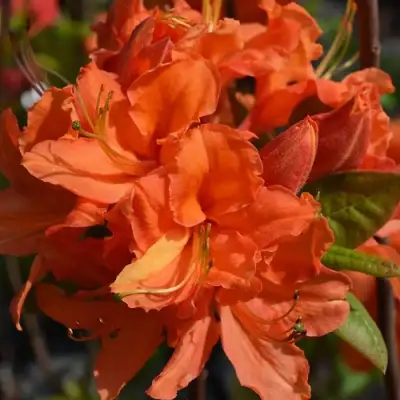 Азалия МАНДАРИН ЛАЙТС листопадная в Волковыске