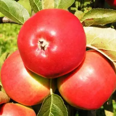 Яблоня СЯБРЫНА в Волковыске