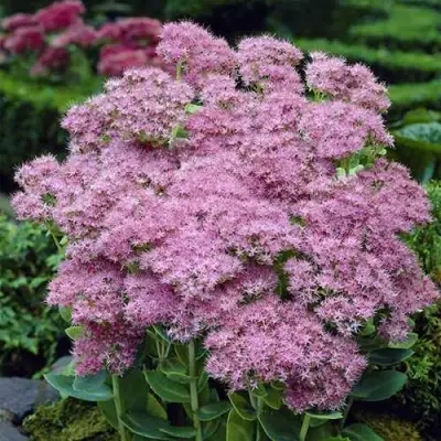 Очиток (седум) БРИЛЛИАНТ в Волковыске