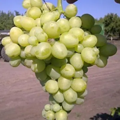 Виноград АРКАДИЯ в Волковыске