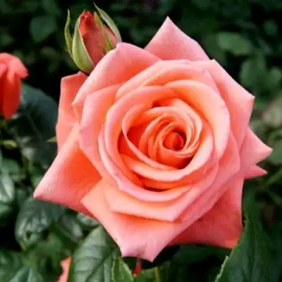 Роза ВАУ чайно-гибридная в Волковыске