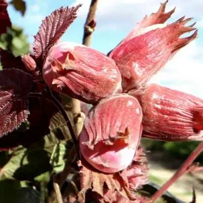 Фундук АЛЫЙ ПАРУС в Волковыске