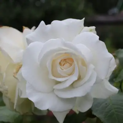 Роза АНАСТАСИЯ чайно-гибридная в Волковыске