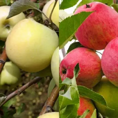 Комплект ЯБЛОЧНЫЙ ТАНДЕМ в Волковыске